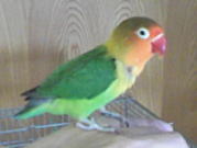 �y�b�g�̃C���R�ɂ��A�V�g�̉H�������܂���