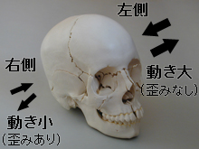頭蓋・内臓ワークショップ